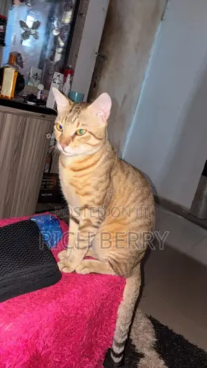 1+ year Male Mixed Breed Cat