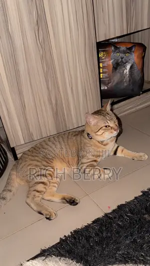 1+ year Male Mixed Breed Cat