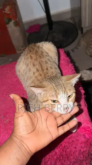 1+ year Male Mixed Breed Cat