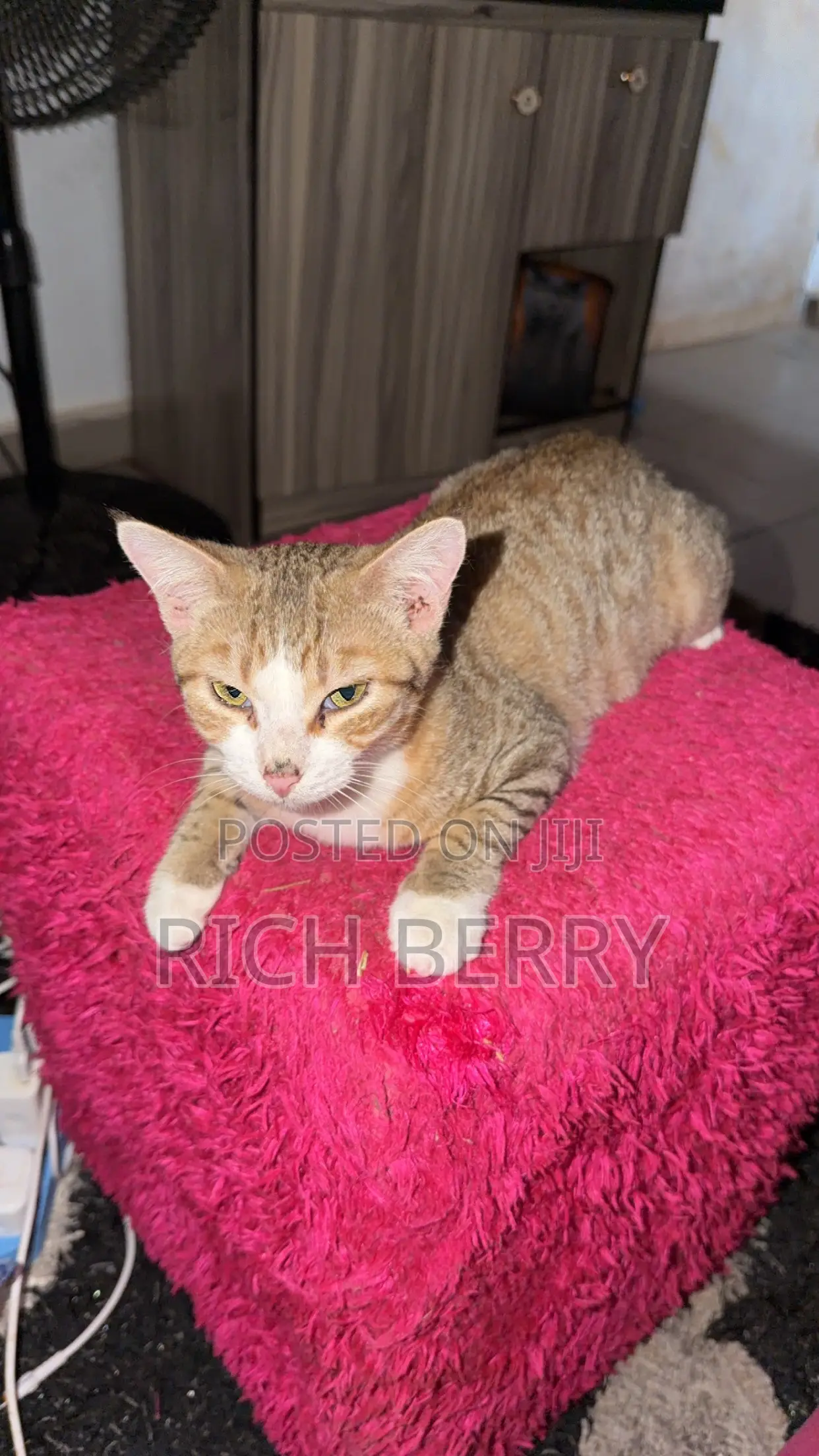 1+ year Male Mixed Breed Cat