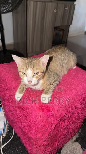 1+ year Male Mixed Breed Cat