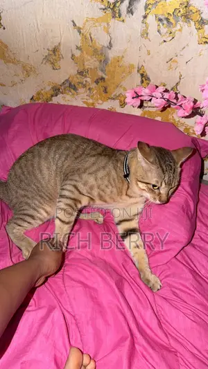 1+ year Male Mixed Breed Cat