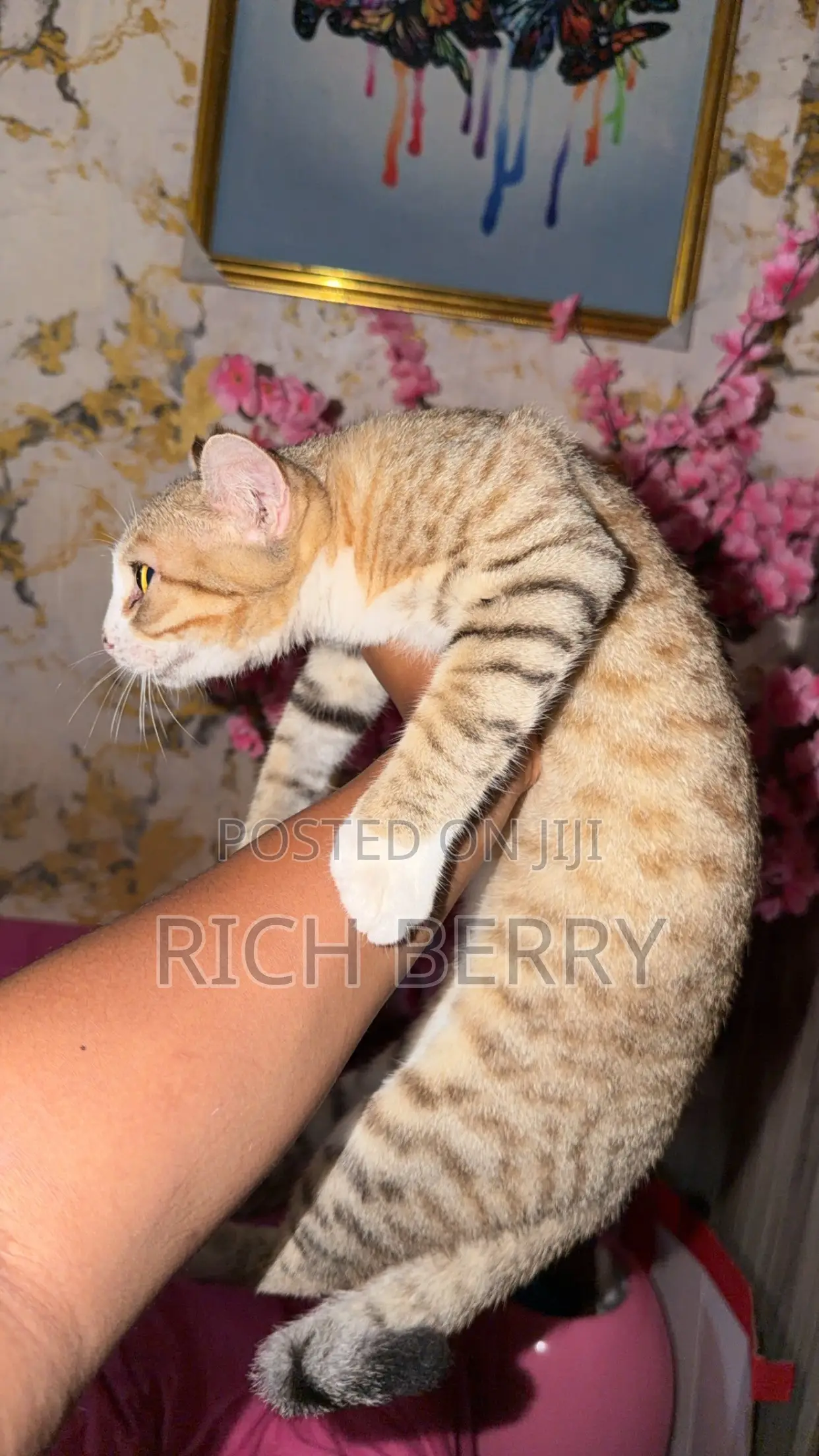 1+ year Male Mixed Breed Cat