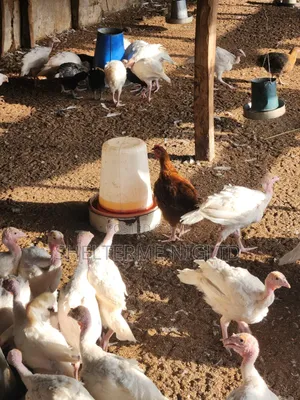 8 Weeks Foreign Turkey