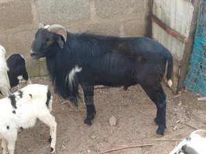 Fighting Active Big Ram for Sale