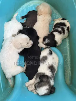 0-1 month Female Purebred Lhasa Apso