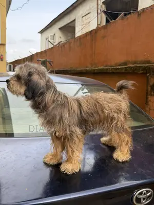 1+ year Female Purebred Lhasa Apso