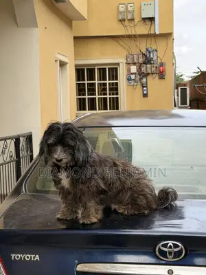 1+ year Female Purebred Lhasa Apso