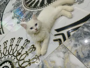 3-6 months Male Purebred Persian