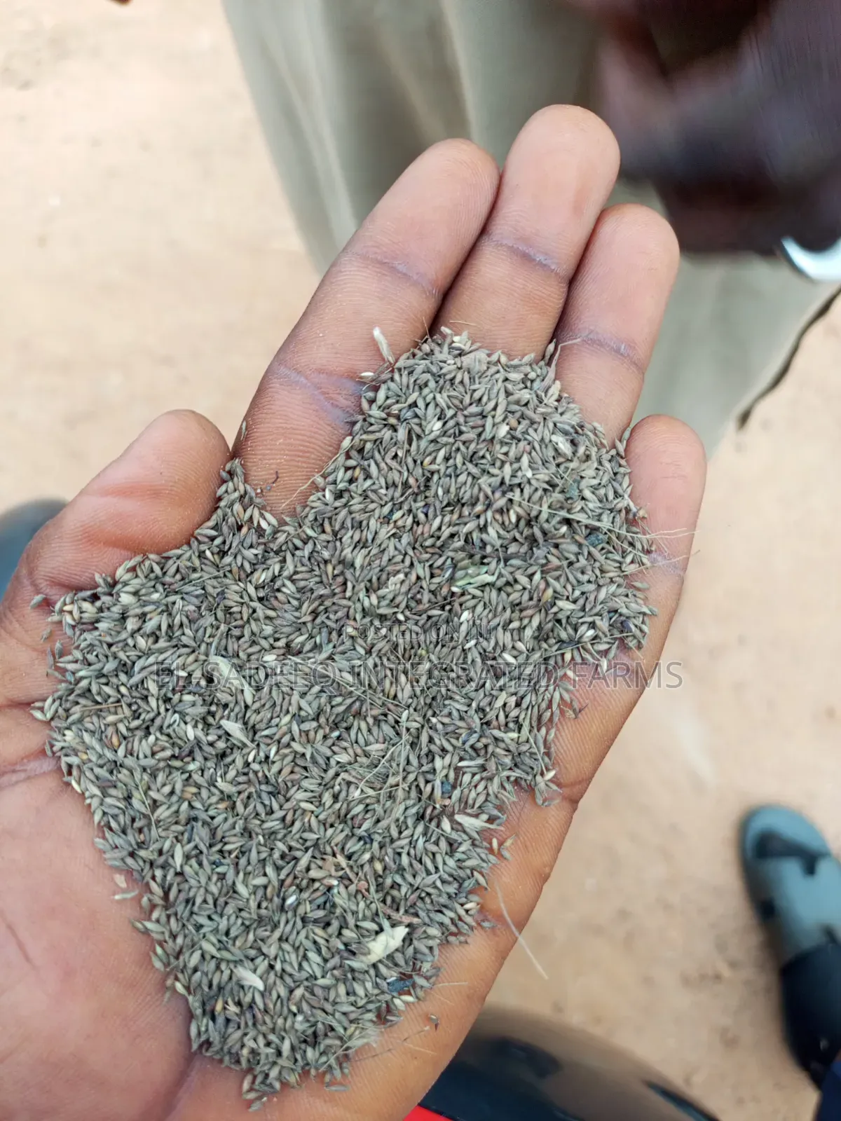Brachiaria Ruziziensis and Panicum Seed