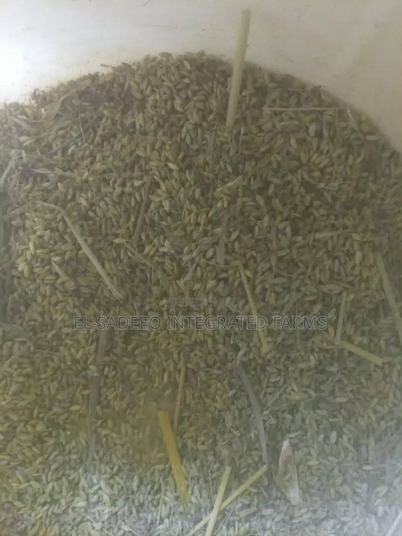 Brachiaria Ruziziensis and Panicum Seed