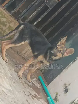 3-6 months Female Purebred German Shepherd