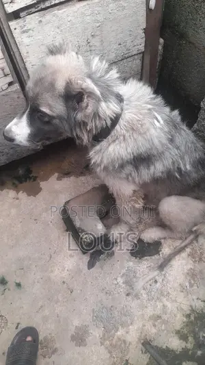 1+ year Female Purebred Caucasian Shepherd
