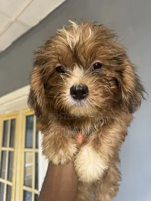1-3 months Male Purebred Lhasa Apso