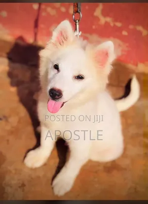 1+ year Male Purebred American Eskimo