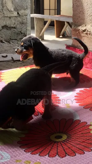 1-3 months Male Purebred Rottweiler