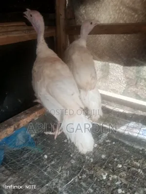 Local Turkey