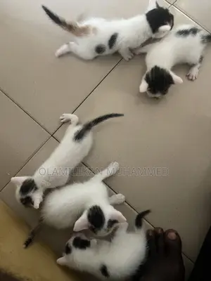 0-1 month Female Mixed Breed British Shorthair