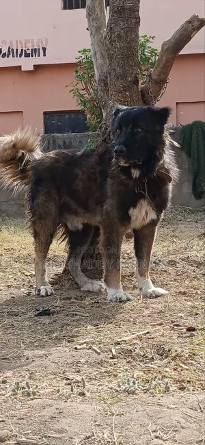 1+ year Male Purebred Caucasian Shepherd