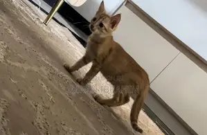 1-3 months Female Mixed Breed American Shorthair