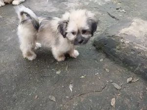 1-3 months Female Purebred Lhasa Apso