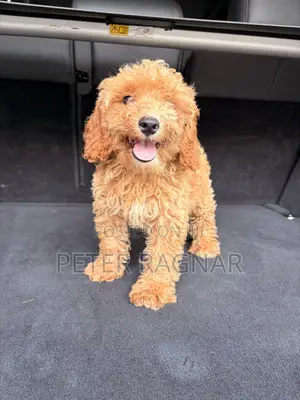 1-3 months Male Purebred Poodle