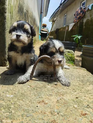 0-1 month Female Purebred Lhasa Apso