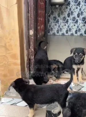 1-3 months Male Purebred German Shepherd