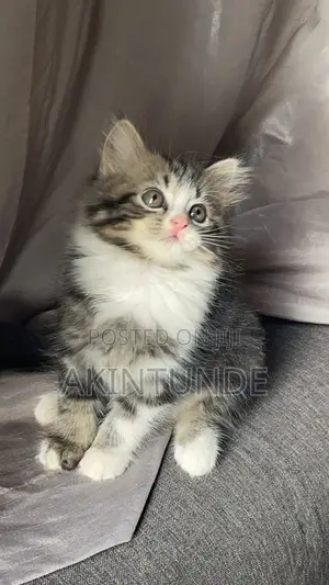1-3 months Male Purebred Turkish Angora
