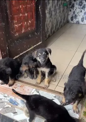 1-3 months Female Purebred German Shepherd