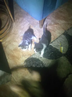 0-1 month Female Purebred Manx