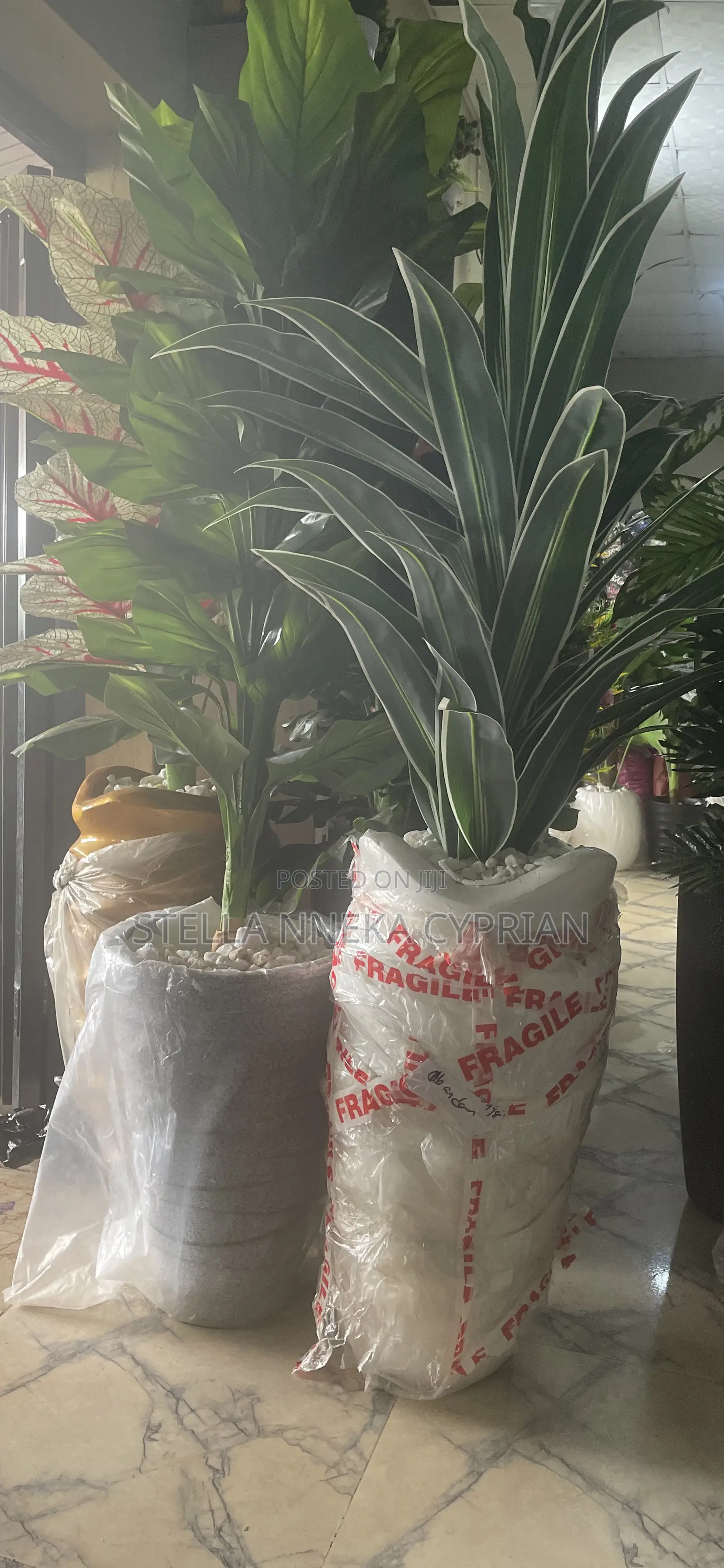 Flower Vase and Plant