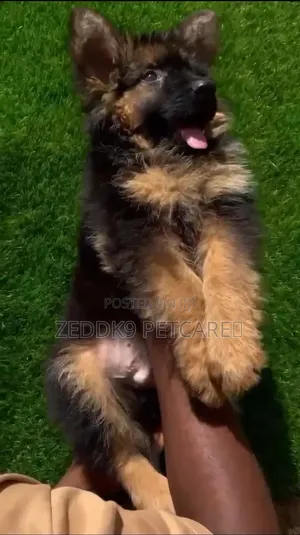 1-3 months Male Purebred German Shepherd