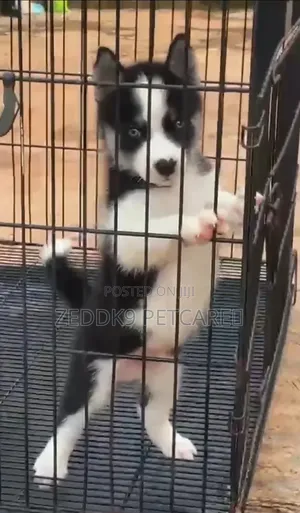 1-3 months Male Purebred Siberian Husky