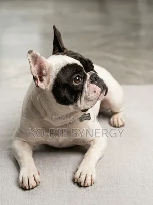 1+ year Male Purebred French Bulldog