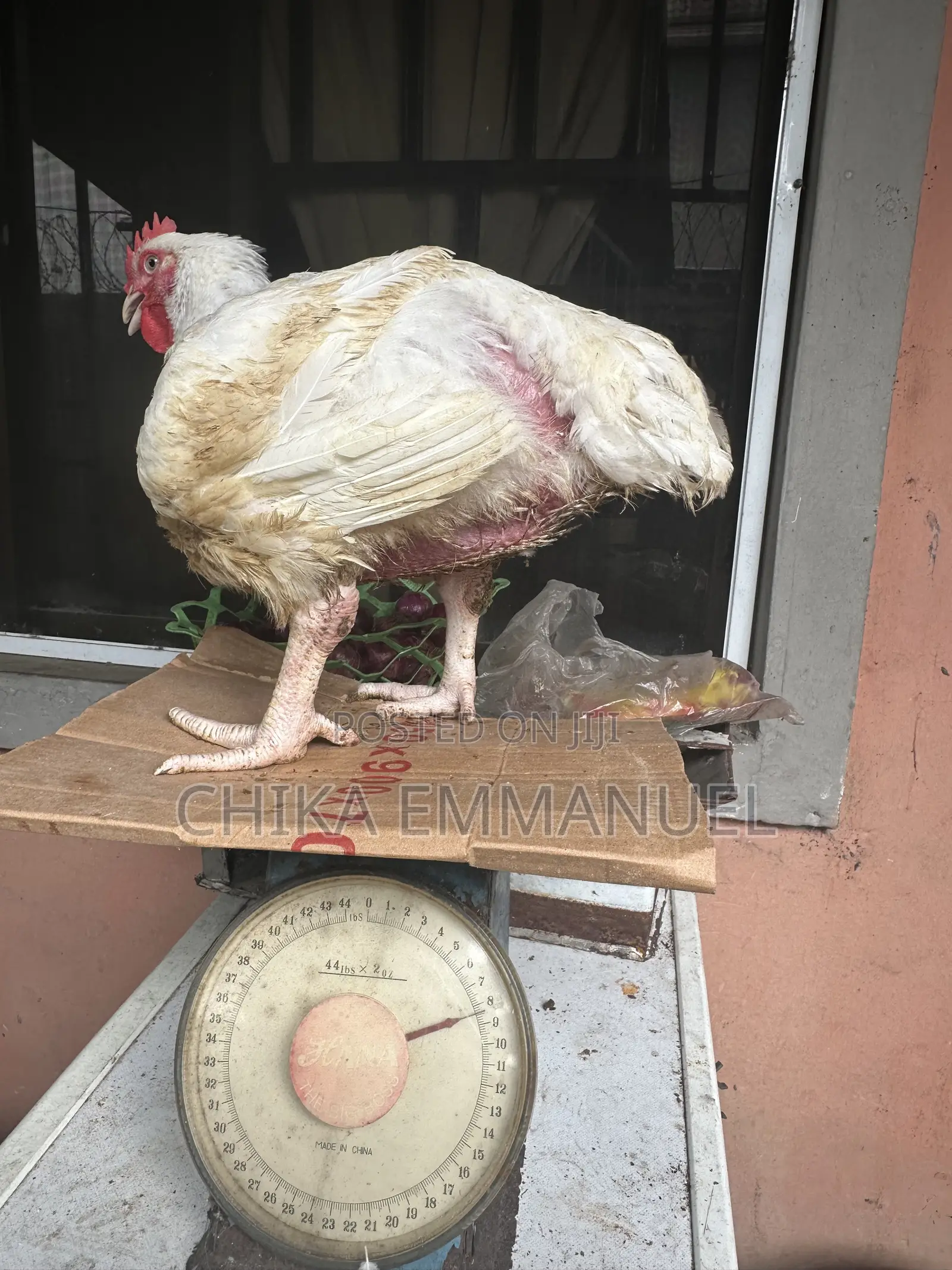 Broilers for Sale