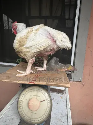 Broilers for Sale