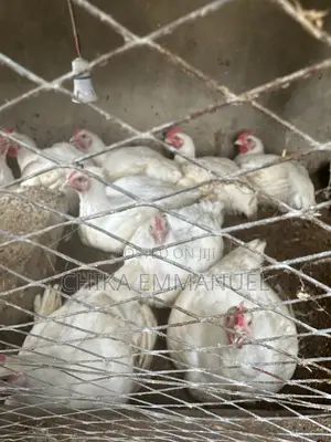 Broilers for Sale