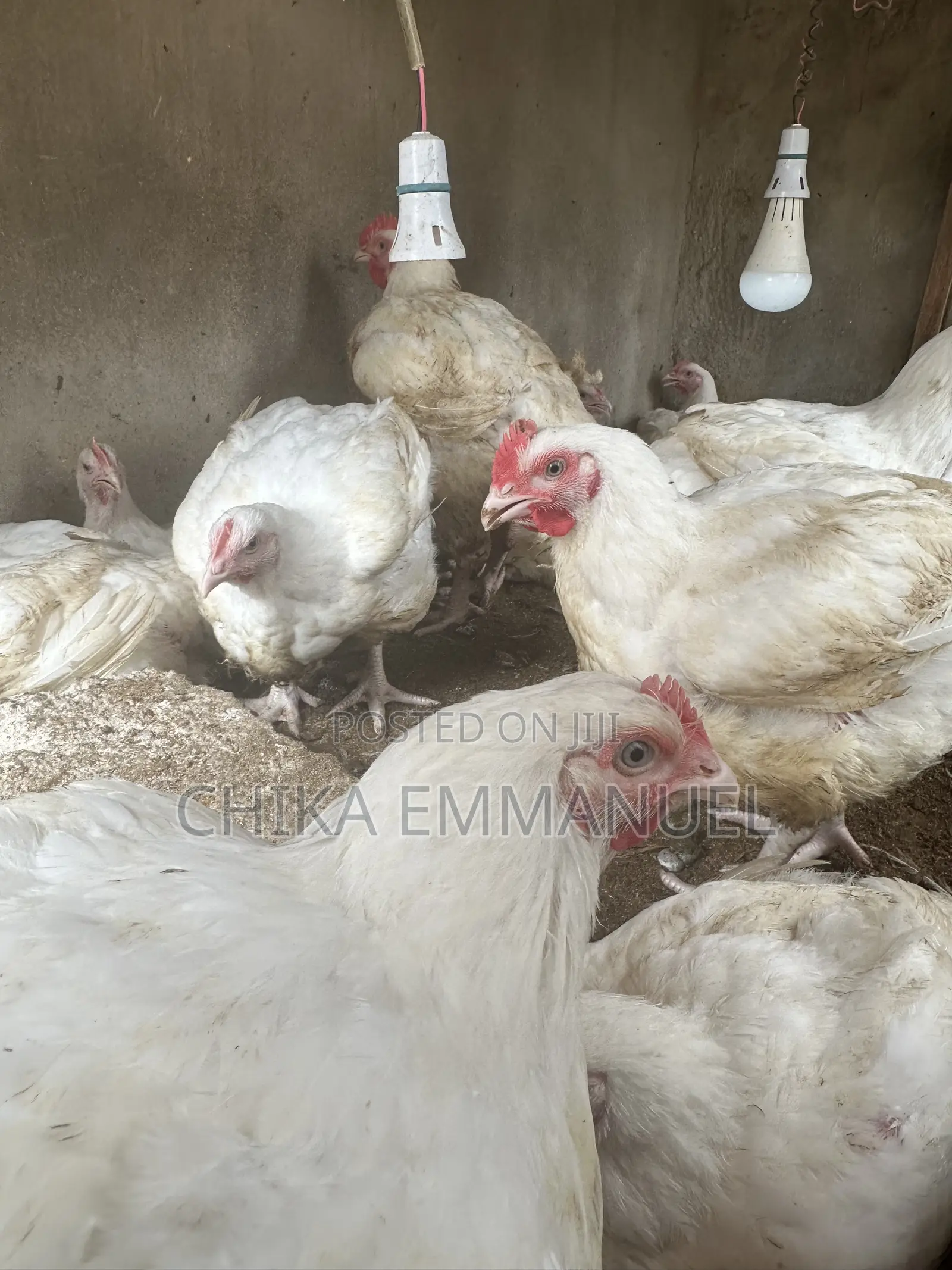 Broilers for Sale