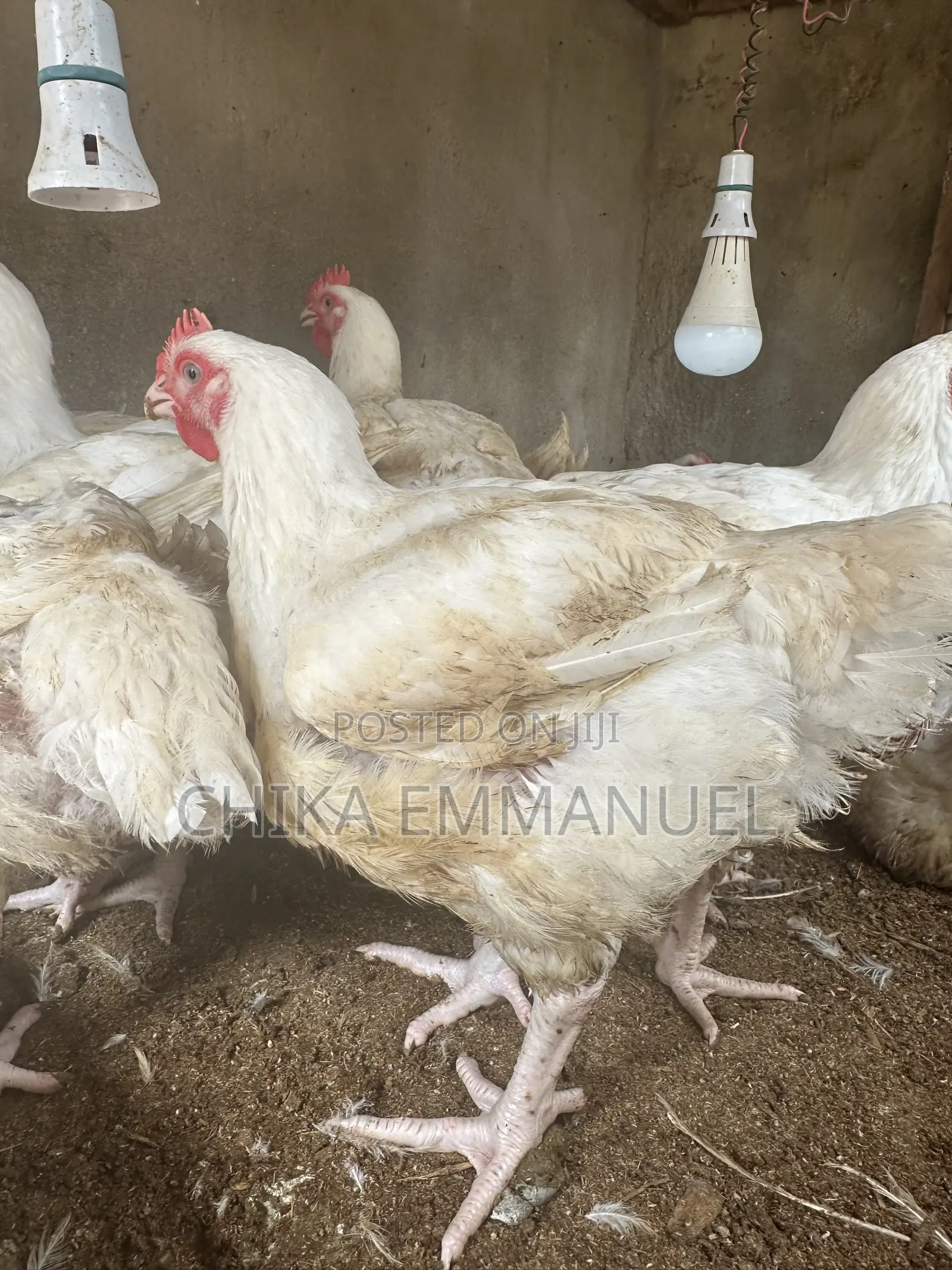 Broilers for Sale