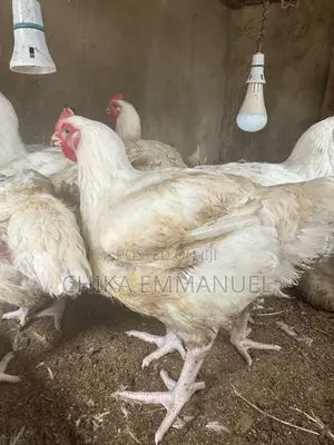 Broilers for Sale