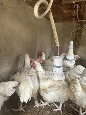 Broilers for Sale