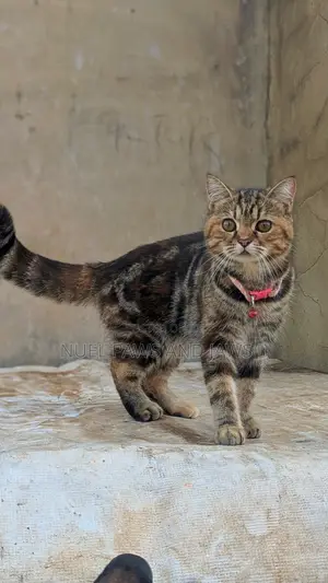 6-12 months Female Purebred Persian