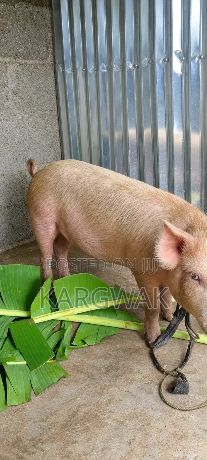 Live Animal