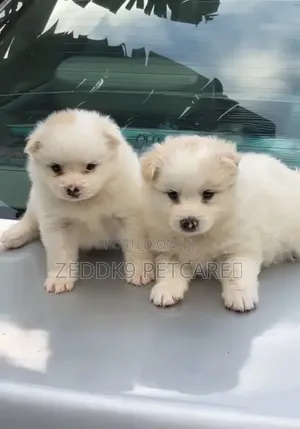 1-3 months Female Purebred American Eskimo