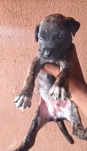 1-3 months Female Purebred Boerboel