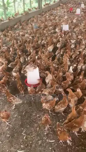Point of Cage Pullets