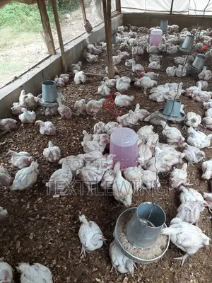 Chicken Noilers 3 to 4kg