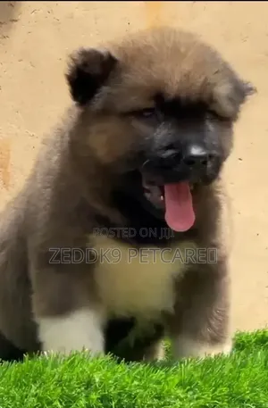 1-3 months Male Purebred Caucasian Shepherd