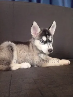 1-3 months Male Purebred Siberian Husky